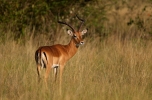 Impala (Antilopa pala) / Impala / Aepyceros...